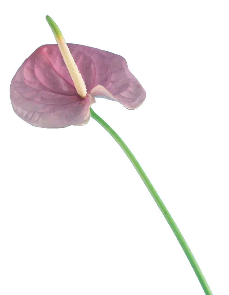 Eine einzelne rosafarbene Anthuriumblüte mit einer hellgelben Spadix und einem langen, gebogenen grünen Stiel, isoliert auf Weiß - perfekt für Event & Floral Design Hochzeit von mondhaende in Niederbayern.